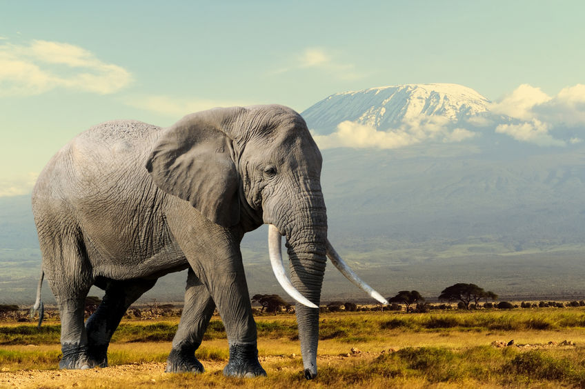 Comment l’éléphant Ahmed est devenu un symbole ivoirien ?